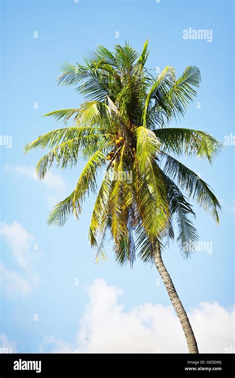 Coconut Scenery Hi Res Stock Photography And Images Alamy