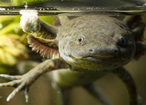 Axolotl Care Sheet Mexican Walking Fish PetMD