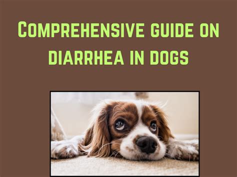 Comprehensive Guide On Diarrhea In Dogs Paws Cartel
