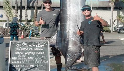Massive Marlin Is The Largest Caught Off California In Years The