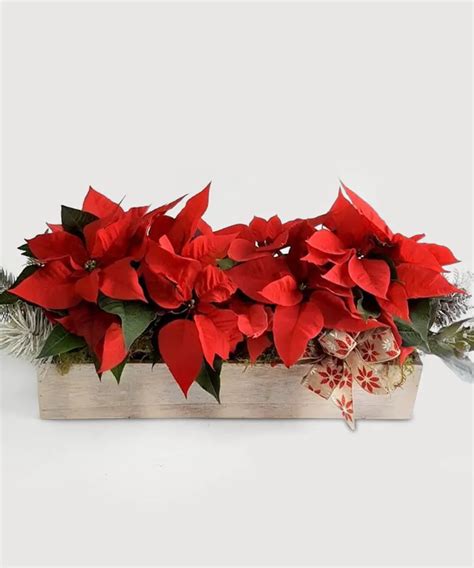 Poinsettia Centerpiece Poinsettia Centerpiece Flower Delivery