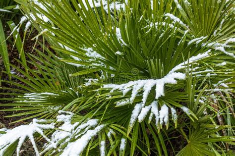 Palm Trees Plants In The Snow In Winter Stock Photo Image Of Snow
