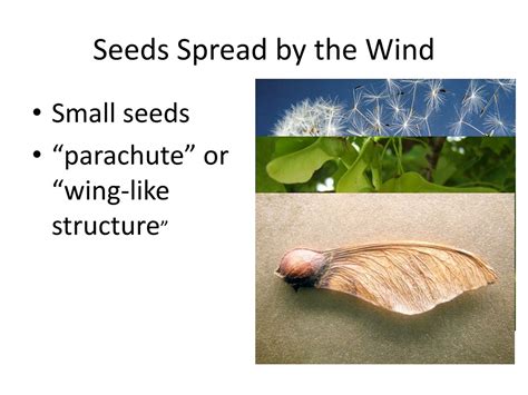 Ppt Seed Dispersal Powerpoint Presentation Free Download Id142190