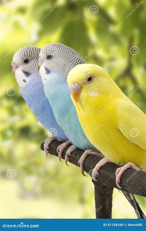 Three Budgies Are In The Roost Stock Image Image Of White Budgie