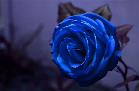 Beberapa Fakta Menarik Mengenai Bunga Mawar Biru Lambang Cinta Pertama