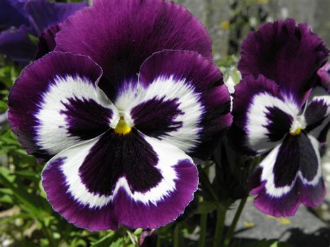 Purple And White Pansy Pansies Love Flowers Purple