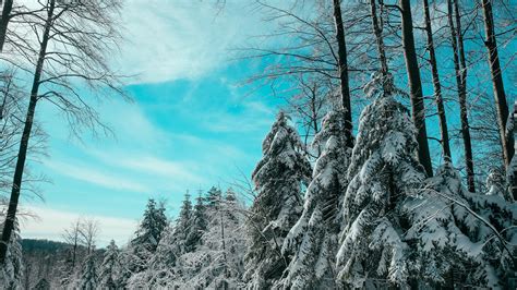 Spruce With Snow Wallpapers Wallpaper Cave