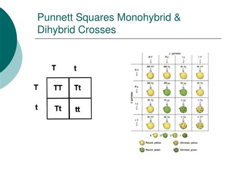 The rows of a punnett square represent one parent, while the. PPT - Genetics PowerPoint Presentation - ID:2809204