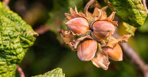 The Best Hazelnut Companion Plants That Will Boost Your Yield