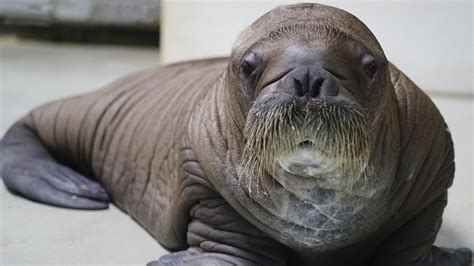 Baby Walrus Born At Seaworld Orlando