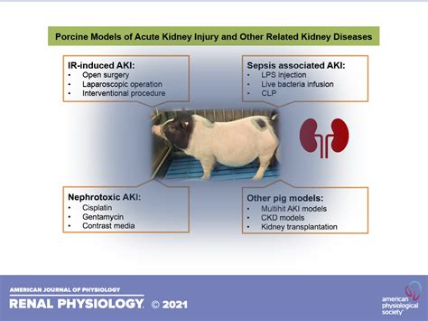 Porcine Models Of Acute Kidney Injury American Journal Of Physiology
