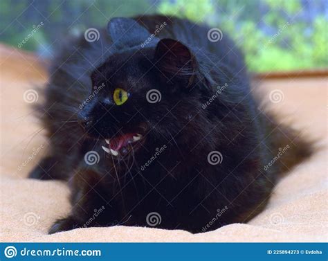 Fluffy Cat With Green Eyes And Fangs Stock Image Image Of Mammal