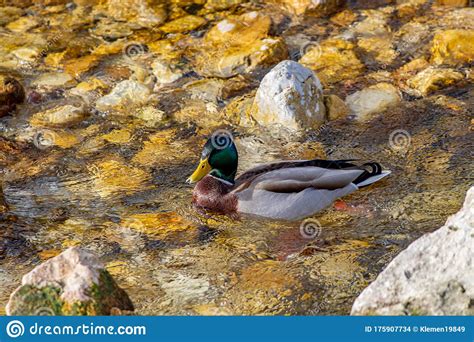 Lonely Mallard Duck In The River Stock Photo Image Of Fluffy
