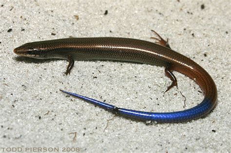 Northern Mole Skink Lizards Of Central Florida · Inaturalist