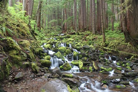 Pacific Northwest Forests Sustaining Wildlife People And The Planet