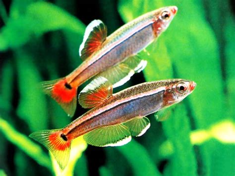 White cloud mountain minnow is a small fish with a height of only 1.5 inches maximum. White Cloud Mountain Minnow - Fish Care