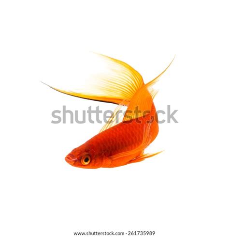 Orange Swordtail Fish Isolated On White Stock Photo 261735989
