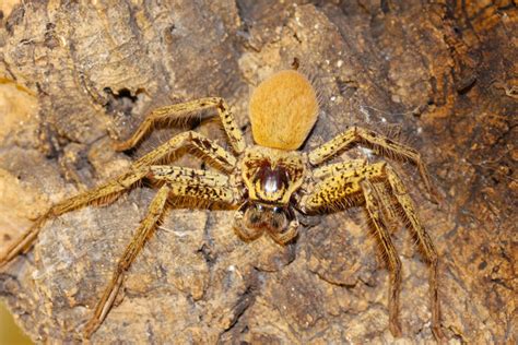 Hidden Housemates Australias Huge And Hairy Huntsman Spiders Iflscience