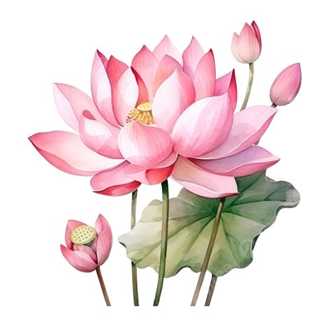 Lotus Watercolor Element Pink Flower Botanical Spring Asia Garden