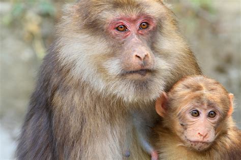 Mother And Baby Macaques Togetherness