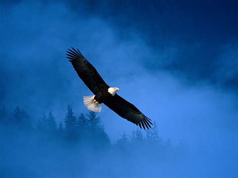 Hd Wallpaper Bald Eagle In Flight Alaska Animals And Birds
