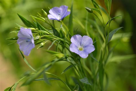 Flax Flower Plant Care And Growing Guide