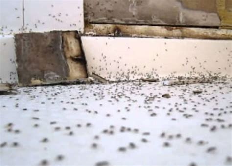 Small Ants In Bathroom Sink Rispa