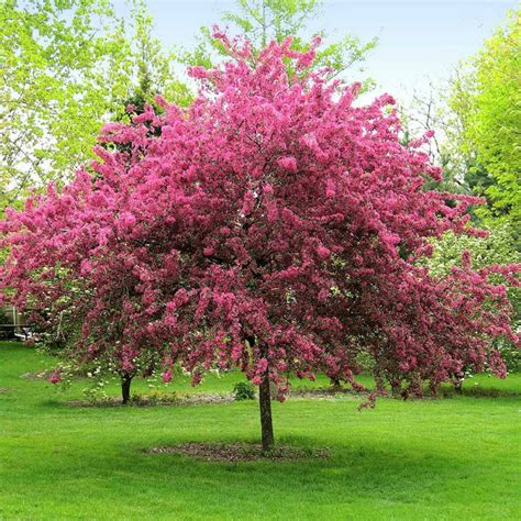 Rebecca Cunningham Dwarf Flowering Crabapple Trees Zone 5 Small Or