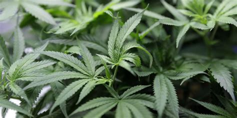 How to grow weed easy | Marijuana & Cannabis guide to growing