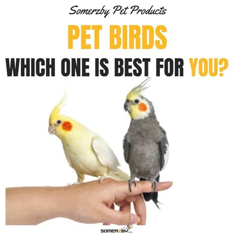 Birds As Pets The Ultimate Guide To Choosing The Right Pet Bird 2019