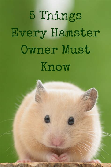 Keep Your Hamster Safe Healthy And Happy With These Health And