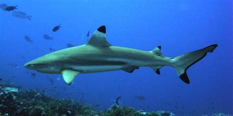Meet The Black Tip Reef Shark Seaquest