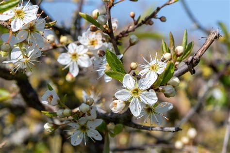 How To Identify Spring Blossom On Trees Trendradars