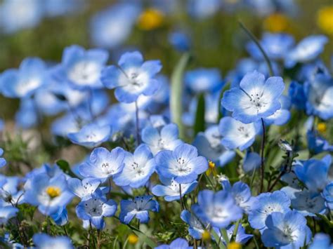 Baby Blue Eyes Flower Information How To Grow Baby Blue Eyes