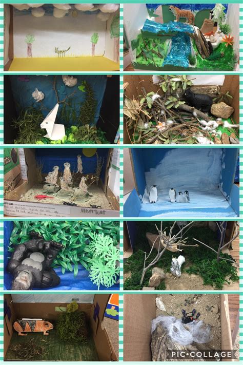 1st2nd Grade Animal Diorama Projects Warner Unified School District
