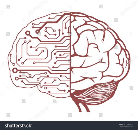 An Human Brain As A Central Processing Unit Vector Digital