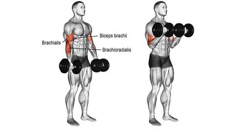 Best Biceps Dumbbell Exercises At Home For Bigger Arms