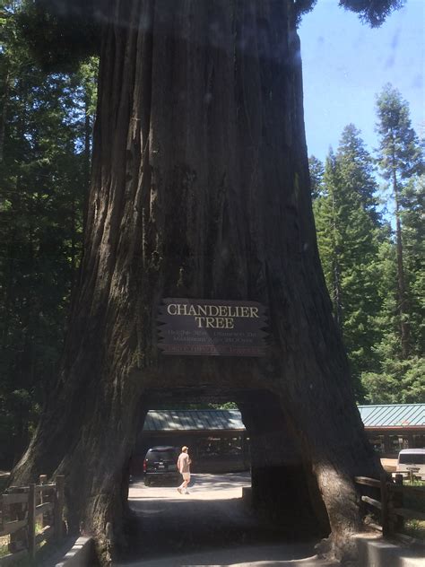 One Of Californias Last “drive Thru” Redwoods Has Fallen Johnrieber