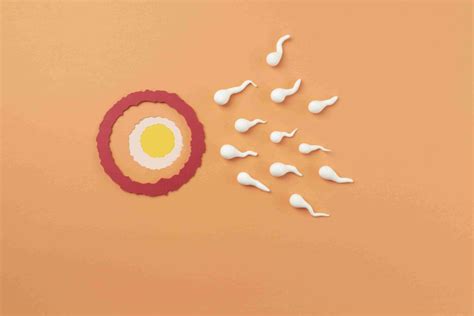 How To Decode Ovulation And Maximize Your Fertility Window Fertility