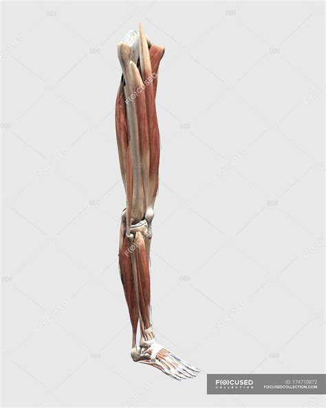 Medical Illustration Of Human Leg Muscles Bones And Joints — Knee