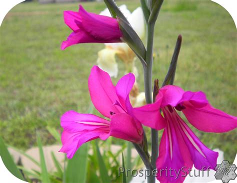 Since 1950 we have been providing a wide range of perennials, annuals, bulbs, shrubs, vines, amaryllis, gardening tools & supplies, and gifts for gardeners. ProsperityStuff Quilts: Pink flowers on a spike that grow ...