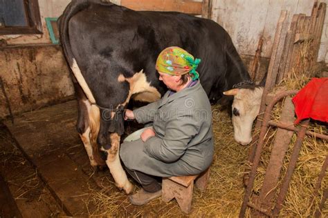 A Mulher Está Ordenhando Uma Vaca Na Leiteria exploração Agrícola Foto