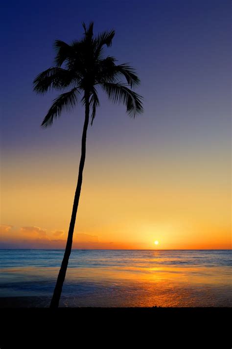 Sunset Beach Honolulu Hawaii Headline News