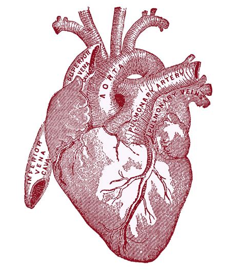free anatomical heart png download free anatomical heart png png images free cliparts on