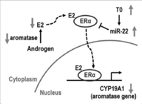 working model showing the inhibition of e 2 synthesis by t 0 through download scientific