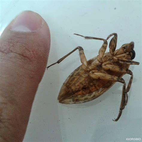 Insetologia Identificação de insetos Barata D água em Pernambuco