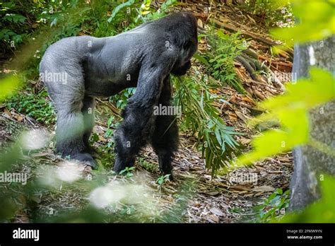 Silverback Western Lowland Gorilla At Zoo Atlanta Near Downtown Atlanta