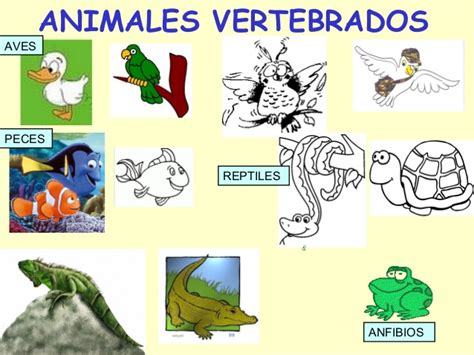Animales Vertebrados E Invertebrados Cristyna