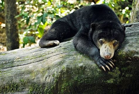 Sun Bears Mimic Each Others Facial Expressions To Communicate