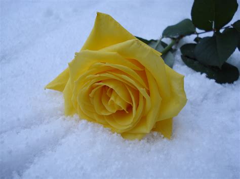 Snow Rose Steve Shadyezz This Is For You Thank You For Flickr